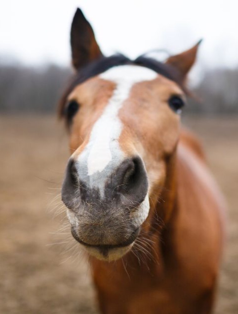 Hemp For Horses